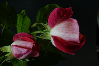 Картинка rose цветы розы цветок