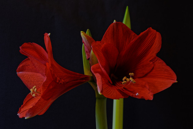 Обои картинки фото amaryllis, цветы, амариллисы,  гиппеаструмы, цветок