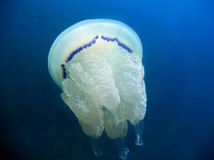 обоя животные, медузы, медуза, океан, море, подводный, мир