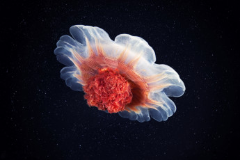 Картинка животные медузы океан медуза море подводный мир