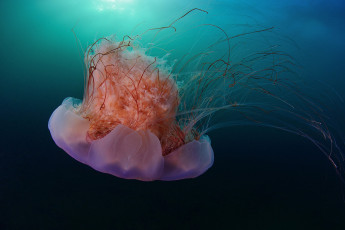 Картинка животные медузы океан медуза подводный мир море