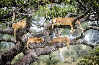 Картинка животные львы сафари прайд дерево