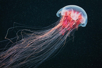 Картинка животные медузы подводный мир медуза океан море