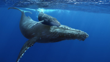 Картинка животные киты +кашалоты кит морские млекопитающее китёнок прыжок океан море