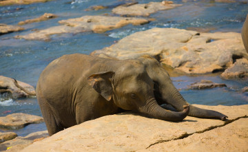 Картинка животные слоны река камни слонята