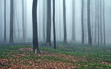 Картинка природа лес деревья туман трава листья цветы