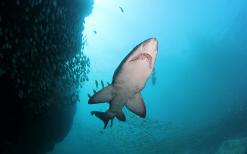 Картинка животные акулы море акула рыба