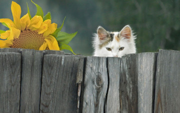 Картинка животные коты фон взгляд кошка