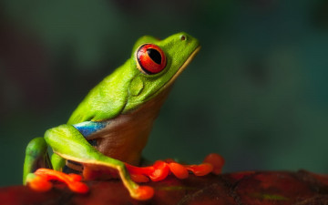 Картинка животные лягушки профиль зеленая лягушка