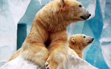 Картинка животные медведи лед пещеры полярные белые