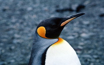 Картинка животные пингвины профиль клюв пингвин голова