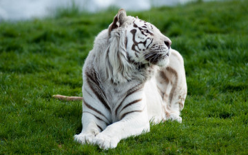Картинка животные тигры тигр белый трава хищник