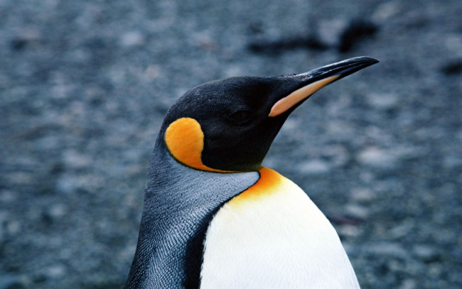 Обои картинки фото животные, пингвины, профиль, клюв, пингвин, голова
