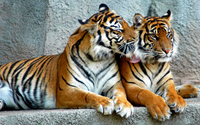 Обои картинки фото животные, тигры, стена, хищники, пара, рыжие