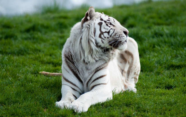 Обои картинки фото животные, тигры, тигр, белый, трава, хищник