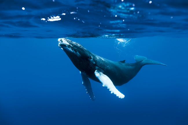 Обои картинки фото животные, киты,  кашалоты, морские, океан, море, млекопитающее, кит