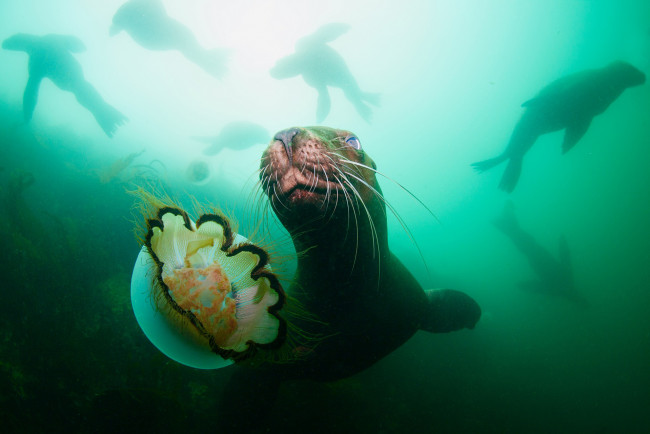 Обои картинки фото животные, разные вместе, подводный, мир, жор, охота, медуза, море, океан, морской, котик