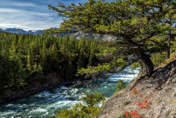 Картинка природа радуга деревья поток река горная