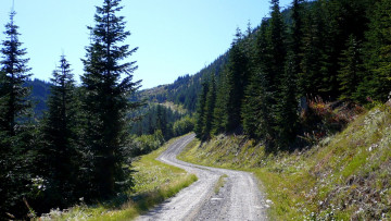 Картинка природа дороги проселочная дорога лес