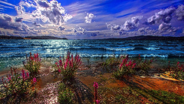 Картинка природа побережье облака цветы волны