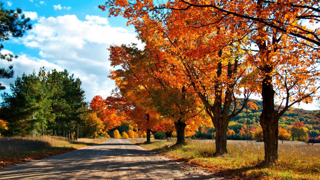 Обои картинки фото природа, дороги, деревья, осень, проселочная, дорога