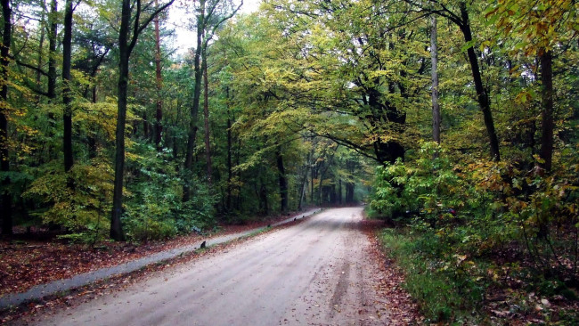 Обои картинки фото природа, дороги, лес, осень, проселочная, дорога