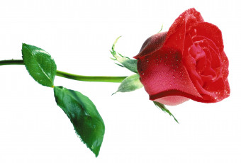Картинка цветы розы роза капли листья розовая