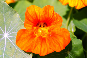 Картинка цветы настурции листья оранжевые