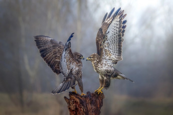 Картинка сокол животные птицы+-+хищники хищник птица falcon wings birds