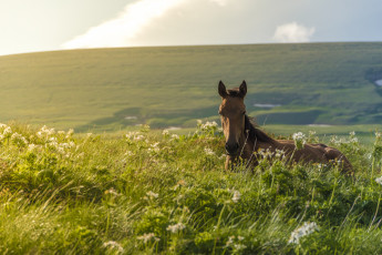 Картинка животные лошади конь жеребенок луг трава