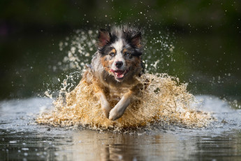 Картинка животные собаки собака бег вода брызги