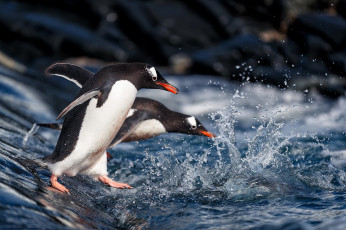 Картинка животные пингвины брызги вода
