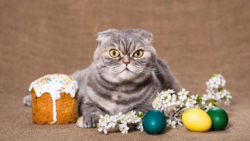 Картинка животные коты кот весна пасха