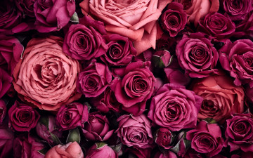 Картинка цветы розы flowers фон pink roses розовые background beautiful