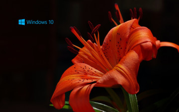 Картинка компьютеры windows++10 логотип лепестки цветок фон