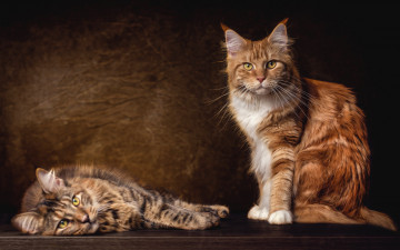 Картинка животные коты кошки пара