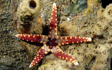 Картинка животные морские+звёзды дно красная морская звезда