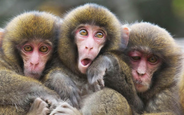 Картинка животные обезьяны мартышки ужимки
