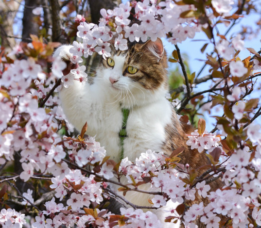 Обои картинки фото животные, коты, весна, на, дереве, вишня, ветки, цветение, котейка, цветки, кошка