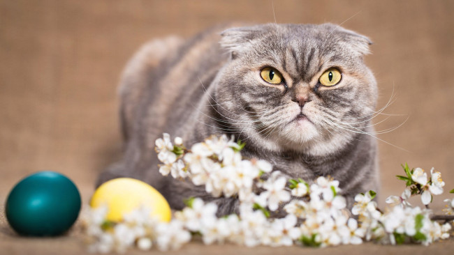 Обои картинки фото животные, коты, весна, пасха