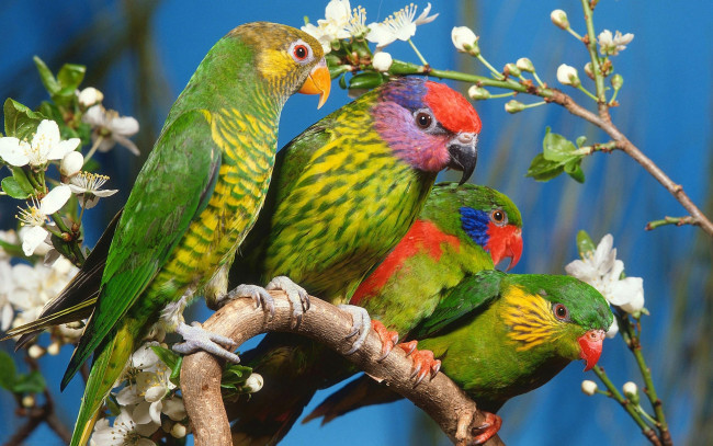 Обои картинки фото животные, попугаи, цветение, ветка, зеленые