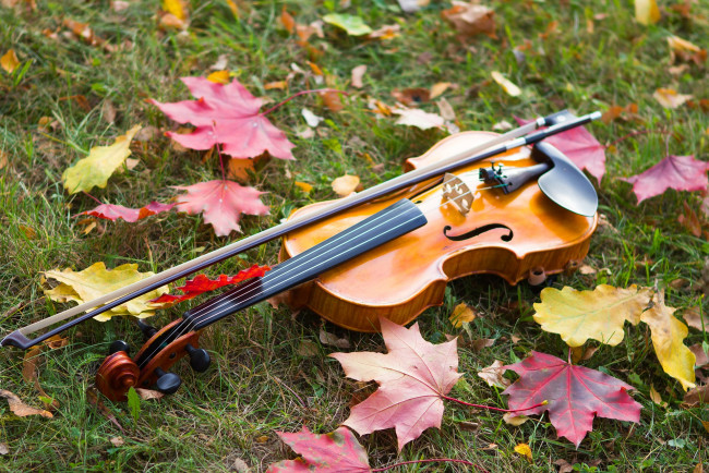 Обои картинки фото музыка, -музыкальные инструменты, листва, скрипка