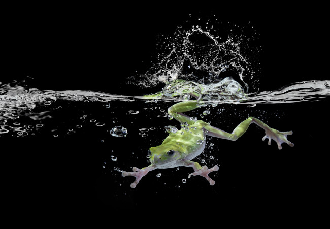Обои картинки фото животные, лягушки, лягушка, вода, чёрный, фон