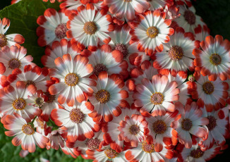 Картинка цветы цинерария макро лепестки гибридная