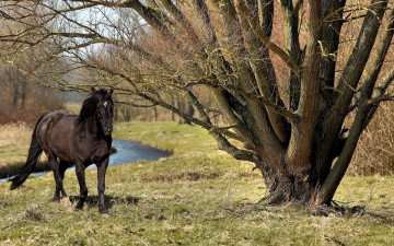 обоя животные, лошади, деревья, вороной, конь, ручей