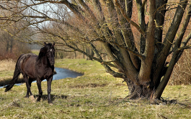 Обои картинки фото животные, лошади, деревья, вороной, конь, ручей