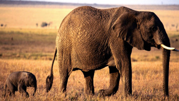 обоя животные, слоны, слониха, слоненок, саванна