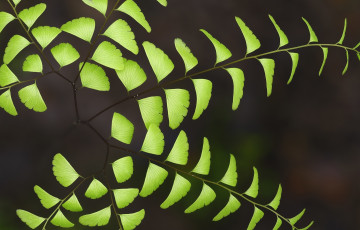 Картинка природа листья веточки