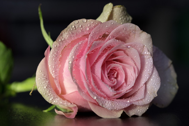 Обои картинки фото цветы, розы, розовая, роза, бутон, капли
