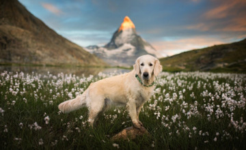 Картинка животные собаки собака белая луг цветы горы